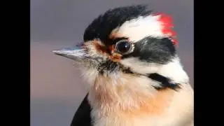 Sounds of a Downy Woodpecker -- 2/20/2016