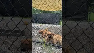 Puppy Update! Idol X Layna #getyouapresa #presacanario #getyouapresa!