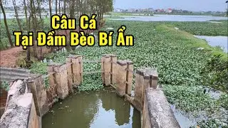 Câu cá tại đầm bèo bí ẩn 