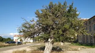 Ancient Almond-leaved Pears in S France (Pyrus amygdaliformis)