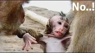 Top cry ! So Pity baby Lola Cry angry Bertha Pull back weaning Milk instead mom.
