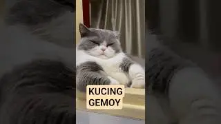 ГЕМОЙ КОТ
