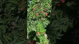 Alpine Nursery on Instagram: 