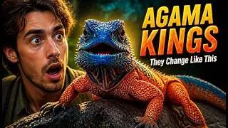 🐉Agama Lizards Secrets Revealed! 🔥