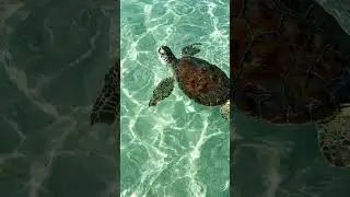 watetlife #water #nature #music #dolphin #turtle#song#classic#ai #passobemsolto#beach #animal#viral