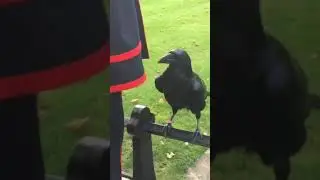 Raven Merlina makes herself known.