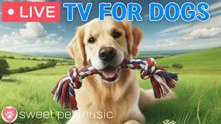 🔴24 Hours of Dog TV🎵🐶Calming Music for Dog Sleep🐾🩷Soothing Music for Dog Stress and Anxiety Relief