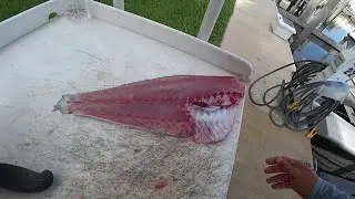How to CLEAN a Blueline TILEFISH!!! LIVE on Twitch.tv!