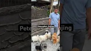 Si Peternak Anjing Mahal
