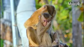What's up, boy? SARO monkey today is a very sad face so pity my idol😔😔😔.