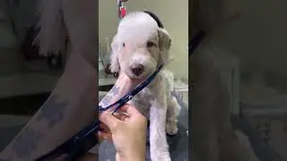 BEDLINGTON TERRIER PUPPY FACELIFT 🐶 🙉🐾#pets #groomer #cute #groomingtime
