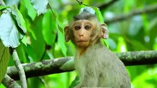 Alba Try Looking For Her Mum Anna | Alba Is Beautiful Baby Monkey