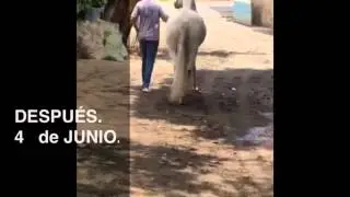 Herraje terap&eacute;utico yegua con Laminitis