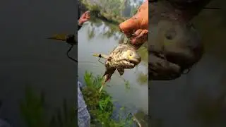 fish fish catching videos #cast #fish #net
