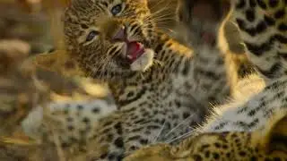 EDEN: UNTAMED PLANET (BBC EARTH SERIES) PROMO