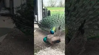 Displaying peacock shoos Son away #peacock #peafowl #peacockdisplay #peacockandpeahen #nature #bird