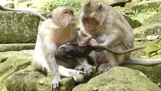 Baby Monkey Timo Sleep Well But Why - Tima Mom Feeding To Baby But Lucy Monkey Pull Her