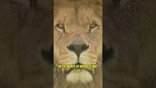 Dominate in Your Territory. Lions rule their territory with complete confidence. #motivation #lions