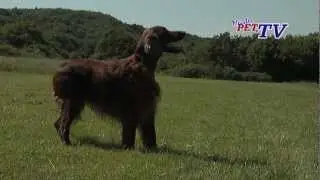 Irish Red Setter: Informationen zur Rasse