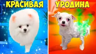 Шанелька превратилась в УРОДИНУ!!! Купим НОВОГО ЩЕНКА!