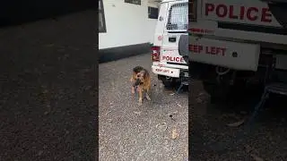 എടാ കള്ളാ 😡 police dog | Kerala police | police | #police #policedog #kerala #shorts #rakvlogs #fyp