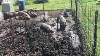 PIGS PLAYING IN THE MUD!!