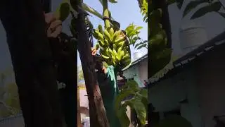 banana harvesting in my hometown garden #selflove#trending #memories@Madras Homie😍