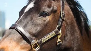 Makybe Diva | 20 years on