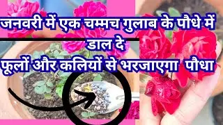 जनवरी में एक चम्मच डालदे गुलाब कापौधा कलियों और नई growth से भरजाएगा lsuperfertilizer for Roseplant 
