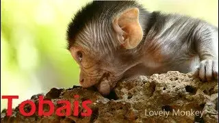 Baby Tobais Is Super Hyper Jumping Up and Down Go and Back Very Busy Movement | Adorable Baby Tobais