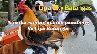 Murang manok panabong sa Lipa City Batangas