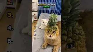 Kedilerin En Komik Halleri - Sevimli Kediler 😹