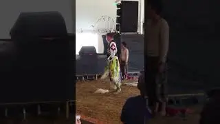 Summercamp Music Festival 2015   native American Hoop Dance