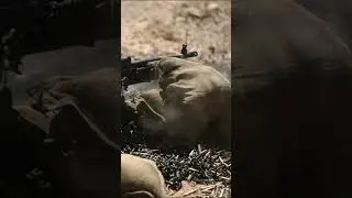 U.S. Marines Platoon Training with M240B Machine Gun! #usmarines #training #shooting