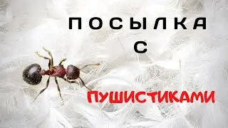 Муравьи Meranoplus bicolor. Пушистые муравьи. Посылка. Распаковка. Браслет.