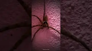 Wow look! The head of spider looks like danger sign! #shorts #bugs #insecticida #spider #millipede