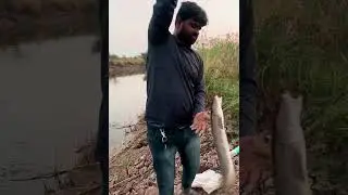 hand landing fishing | snakehead fish catch | Murral Fishing