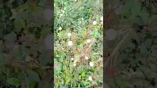 chhuimui poudha subah subah #remix #song