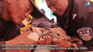 How UNESCO-listed Hoh Xil transforms from poaching hotspot to model for wildlife protection