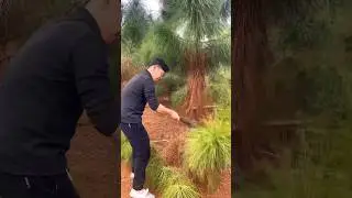 Trimming Pine Trees #satisfying #shot