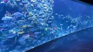 Our Fish at at Xiaomeisha oceanarium