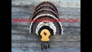 How to mount multiple turkey fans and beards.