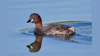 Little grebe (Tachybaptus ruficollis) 🤿