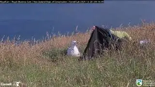 🔦Northern Royal Albatross Cam, New Zealand 2025/12/28