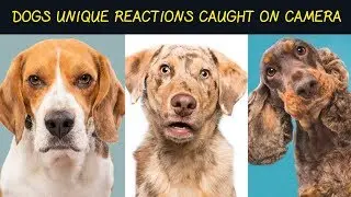 Different Dog Reactons Caught on Camera