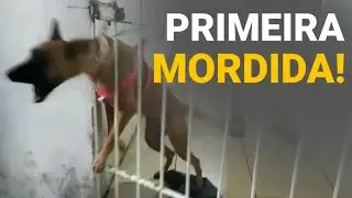 ✔️A PRIMEIRA VEZ A GENTE NUNCA ESQUECE! - Incrível PASTOR BELGA DE MALINOIS