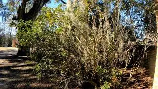 Boone Hall Plantation Home