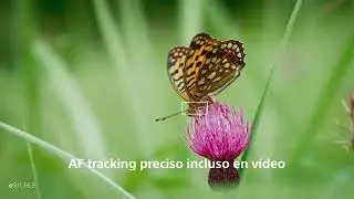 Nuevo lente macro G Master&trade; - FE 100MM  F2.8. 📸