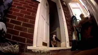 Walking the dog with Go Pro HD hero 2