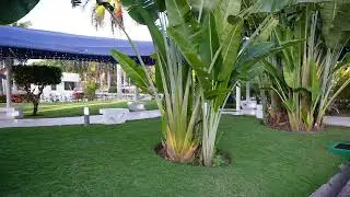DAY 4 HOTEL WALK AZUL IXTAPA GRAND RESORT SPA ZIHUATANEJO
